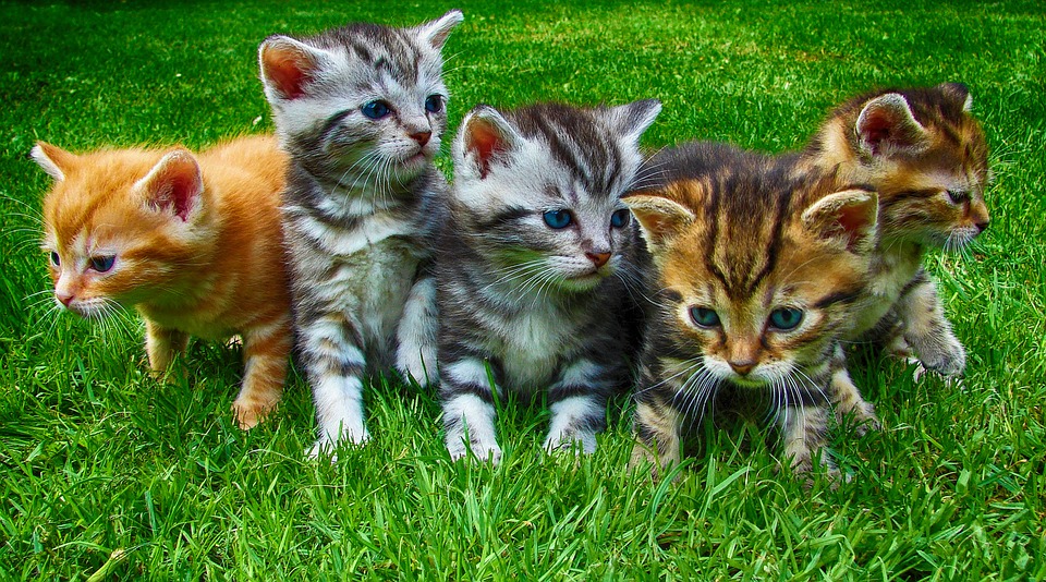 kittens 2641211 960 720 - 猫好き女子がもっと幸せになれる理由